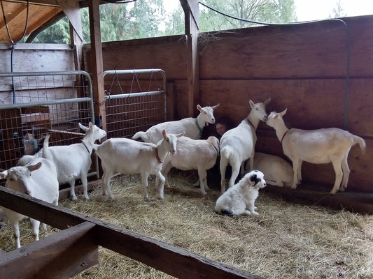 Why We Chose Goats for Our Small Homestead